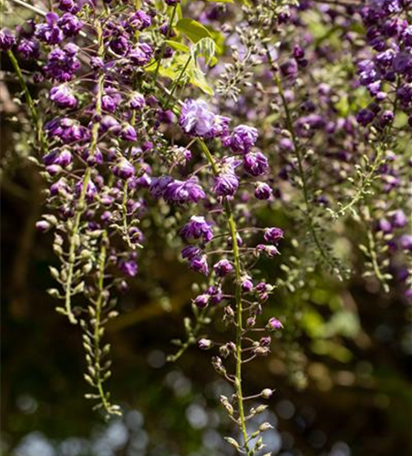 Wisteria floribunda 'Violacea Plena'