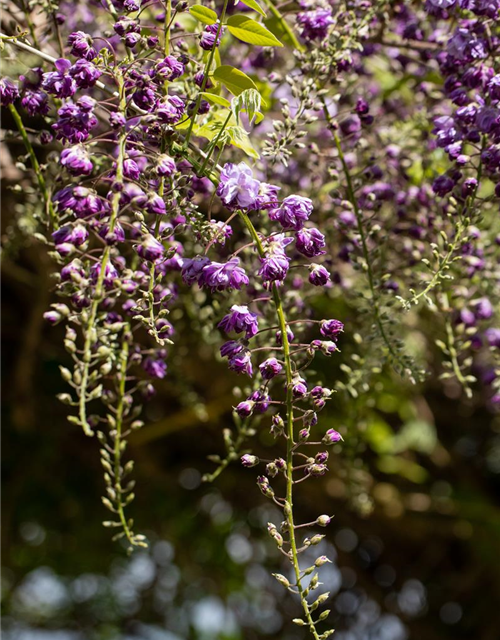 Wisteria floribunda 'Violacea Plena'