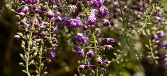 Wisteria floribunda 'Violacea Plena'