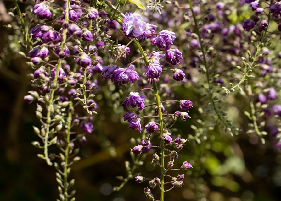 Wisteria floribunda 'Violacea Plena'