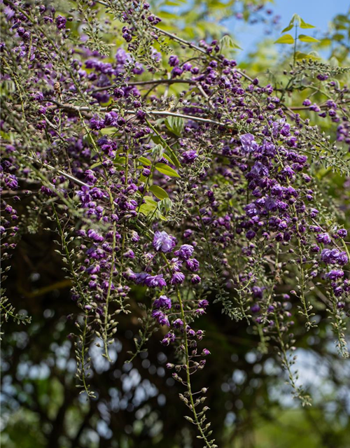 Wisteria floribunda 'Violacea Plena'