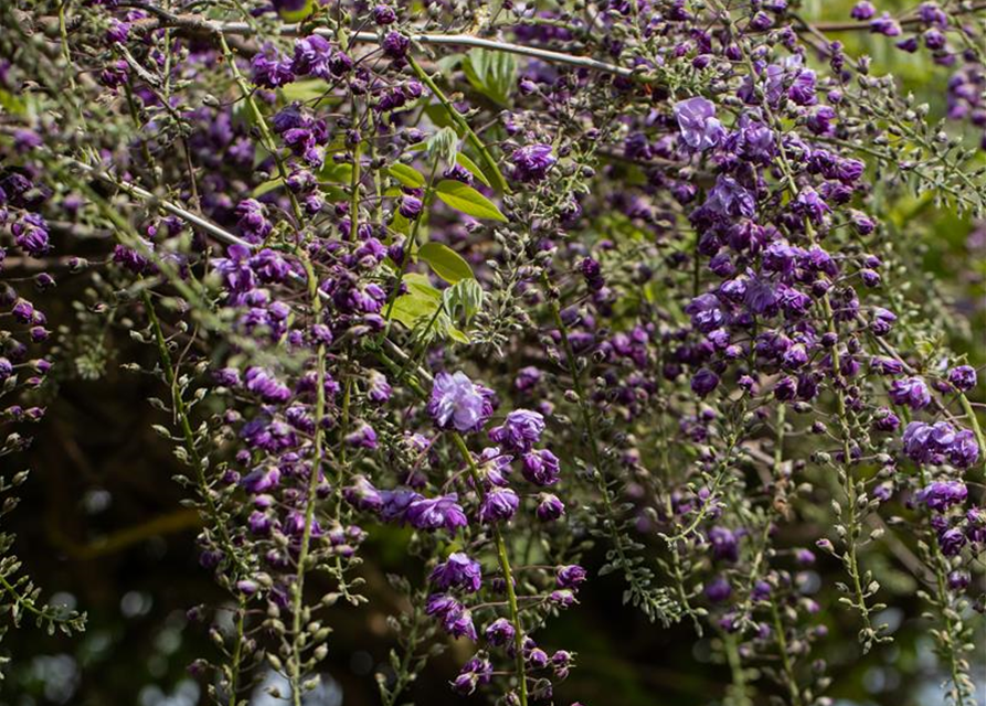 Wisteria floribunda 'Violacea Plena'