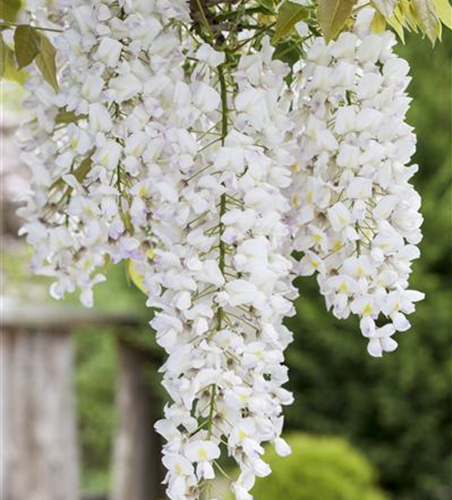 Wisteria sinensis 'Alba'