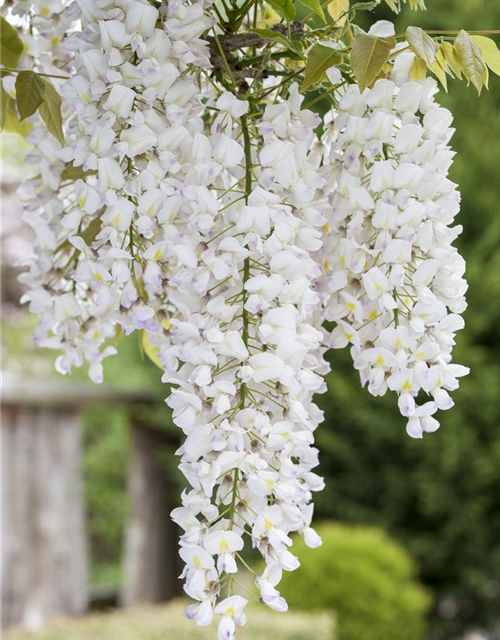 Wisteria sinensis 'Alba'