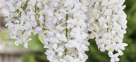 Wisteria sinensis 'Alba'