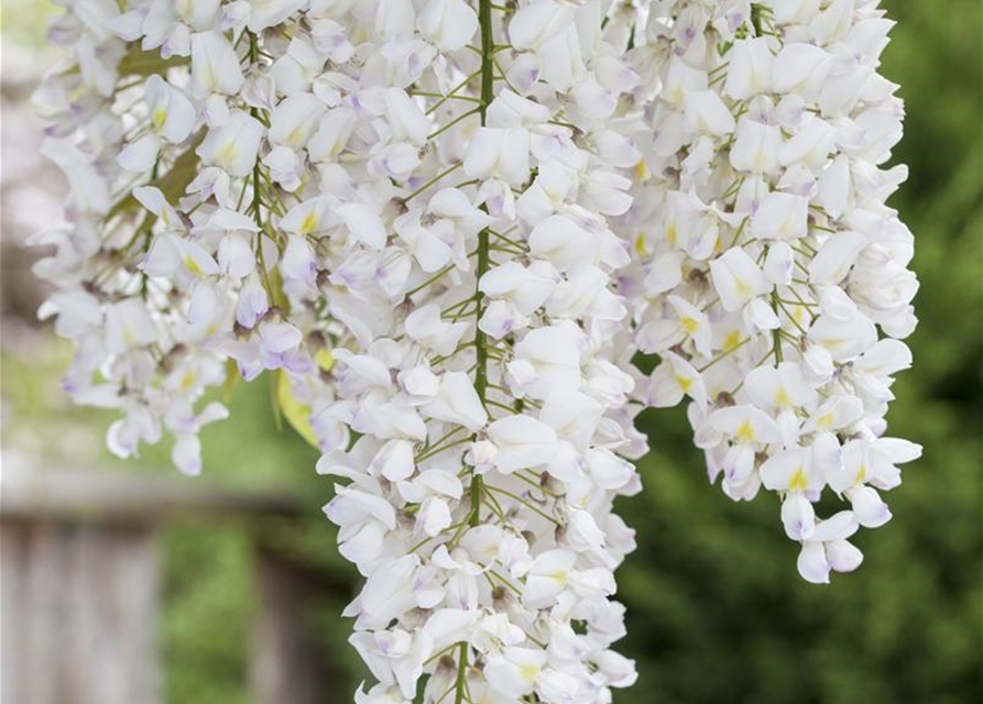 Wisteria sinensis 'Alba'