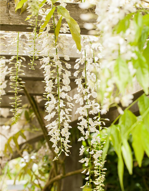 Wisteria sinensis 'Alba'