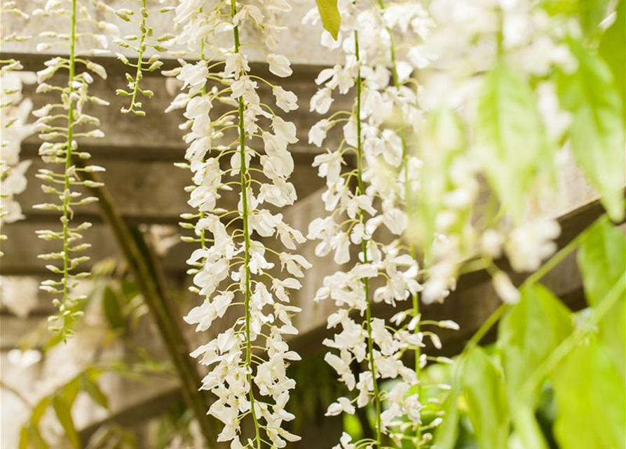 Wisteria sinensis 'Alba'