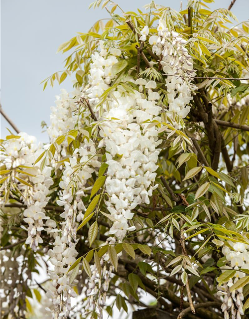 Wisteria sinensis 'Alba'