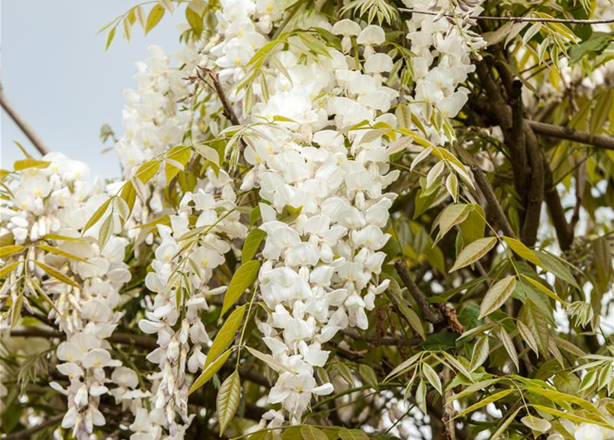 Wisteria sinensis 'Alba'