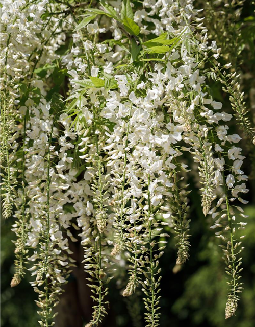 Wisteria sinensis 'Alba'