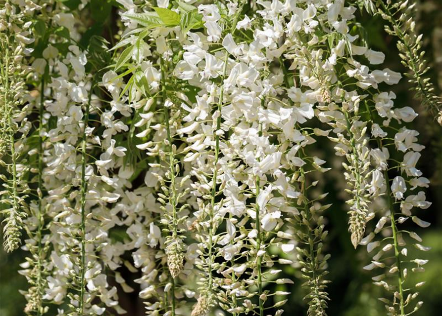 Wisteria sinensis 'Alba'