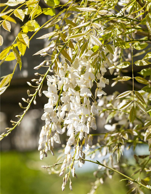 Wisteria sinensis 'Alba'