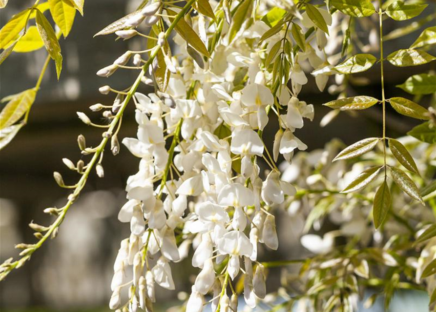 Wisteria sinensis 'Alba'