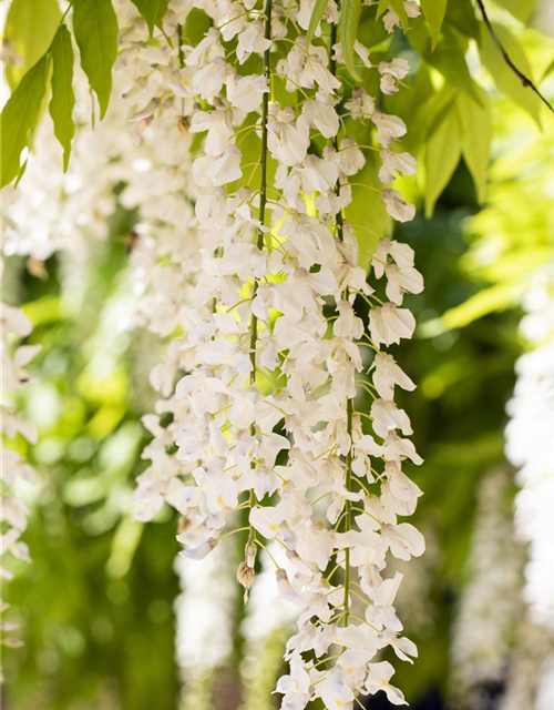 Wisteria sinensis 'Alba'