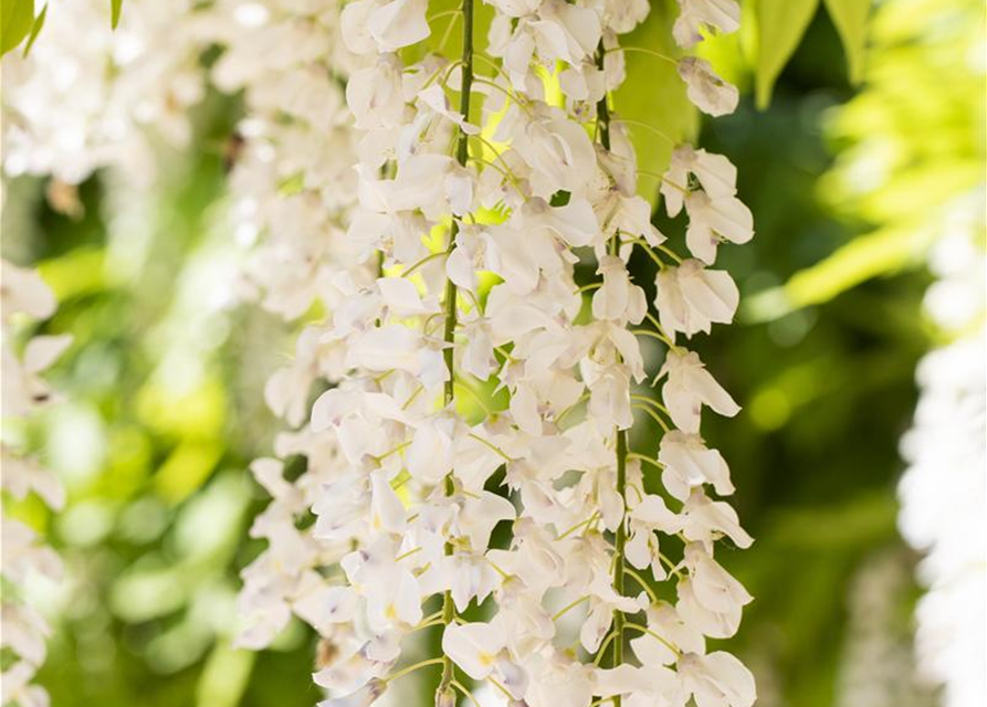 Wisteria sinensis 'Alba'