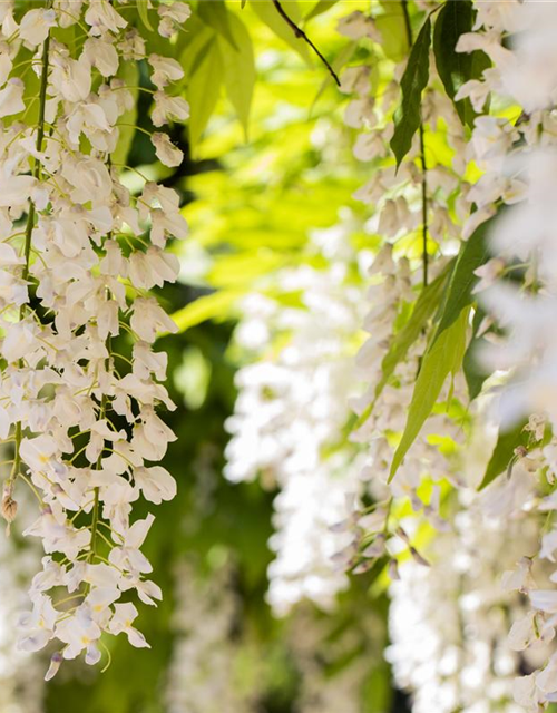 Wisteria sinensis 'Alba'