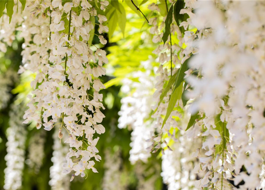 Wisteria sinensis 'Alba'