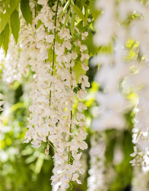 Wisteria sinensis 'Alba'