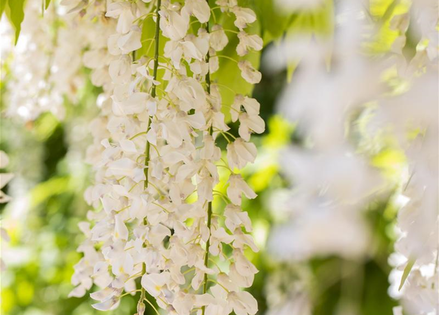 Wisteria sinensis 'Alba'