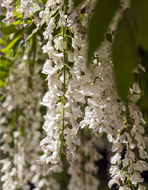 Wisteria sinensis 'Alba'