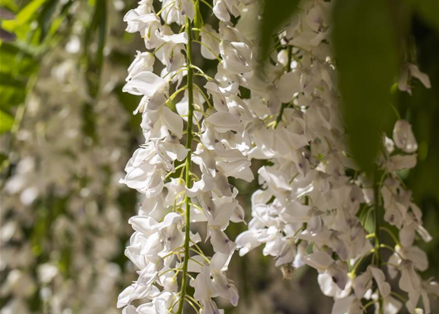 Wisteria sinensis 'Alba'