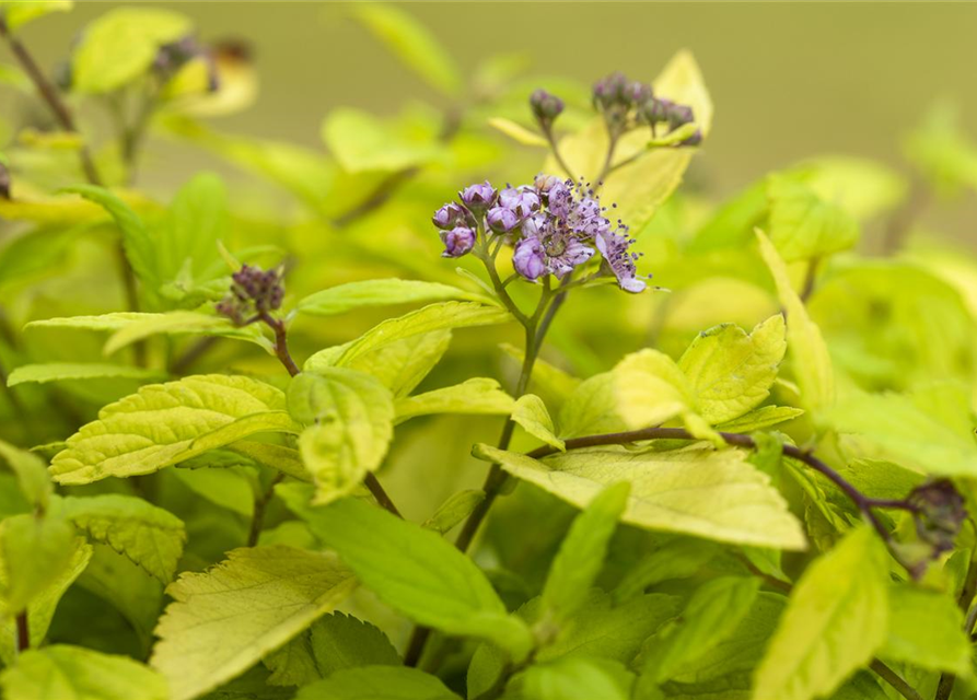 Spiraea japonica 'Sparkling Champagne'®