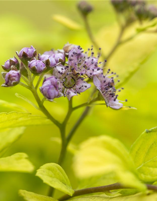 Spiraea japonica 'Sparkling Champagne'®