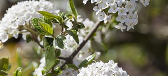 Viburnum burkwoodii