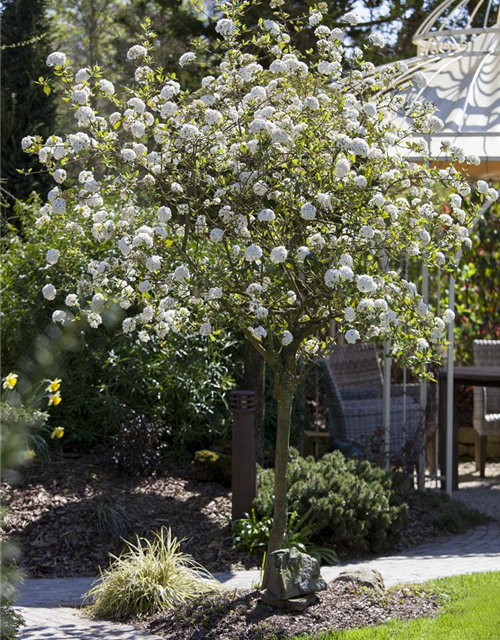 Viburnum burkwoodii