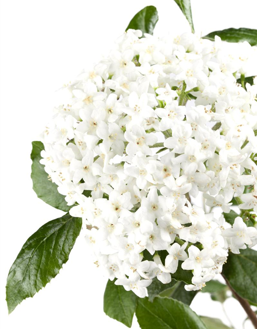 Viburnum burkwoodii