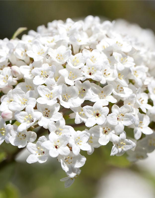 Viburnum burkwoodii