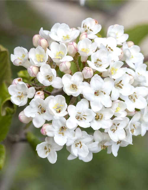 Viburnum burkwoodii