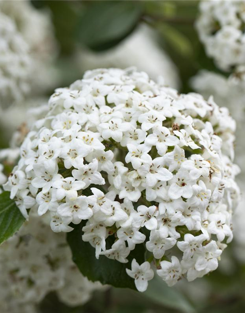 Viburnum burkwoodii