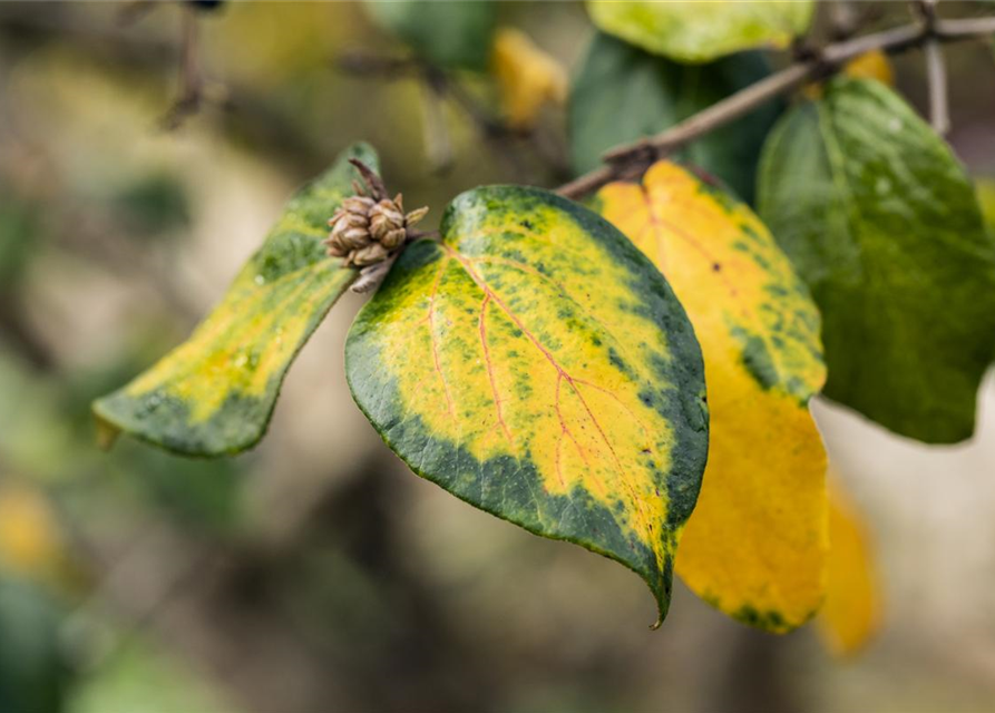 Viburnum burkwoodii