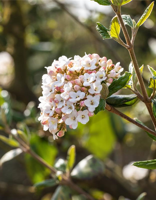 Viburnum burkwoodii