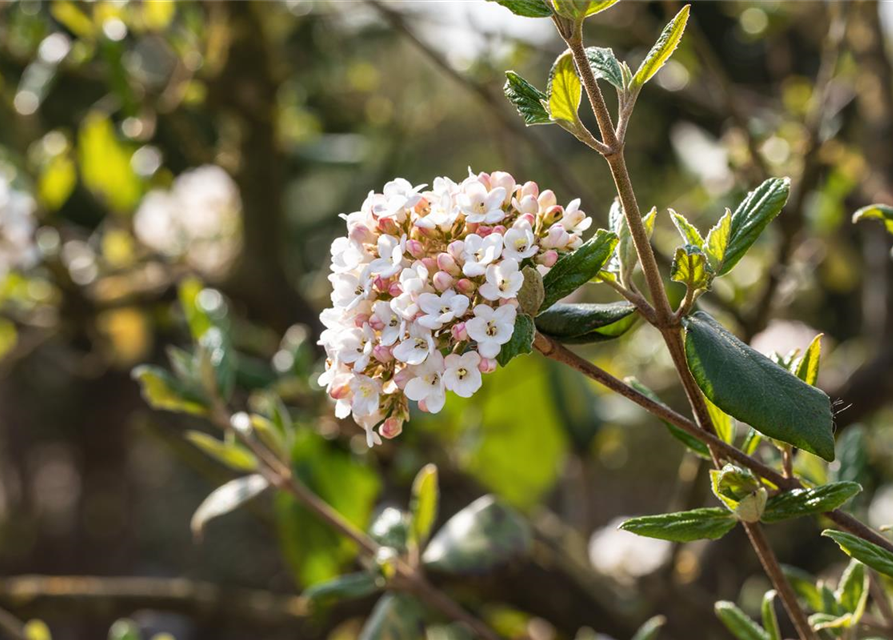 Viburnum burkwoodii