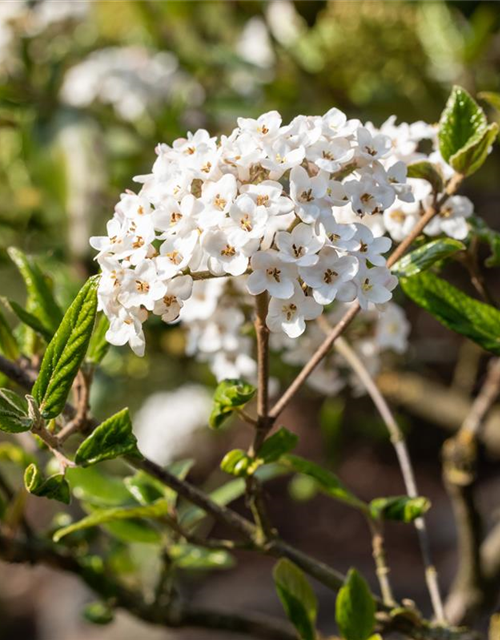 Viburnum burkwoodii