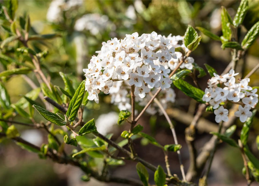 Viburnum burkwoodii