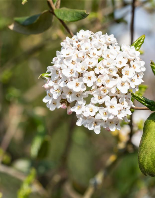 Viburnum burkwoodii