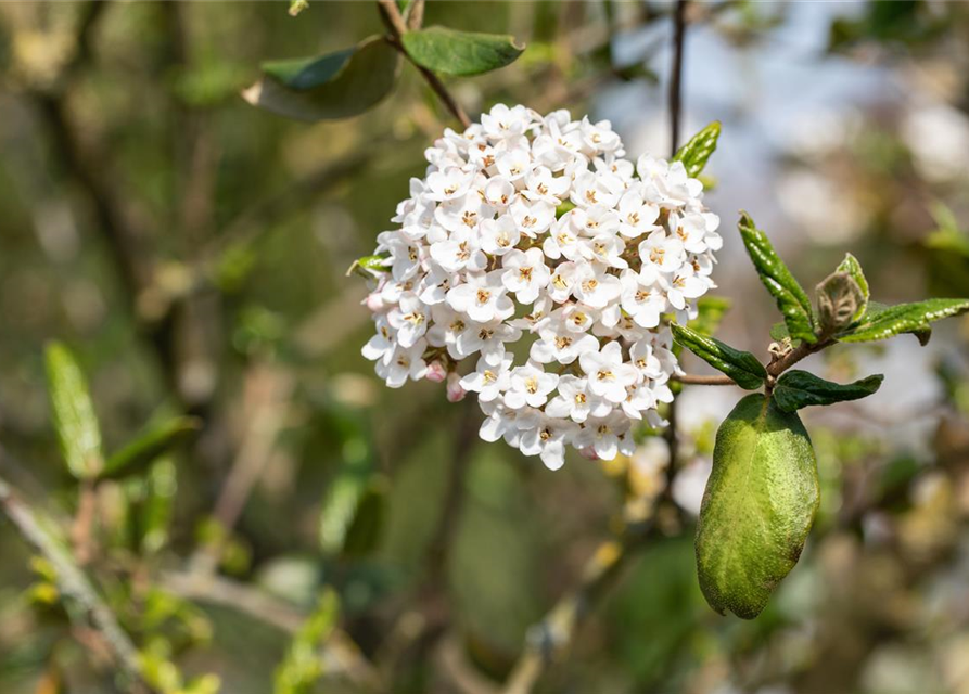 Viburnum burkwoodii