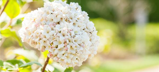 Viburnum carlcephalum