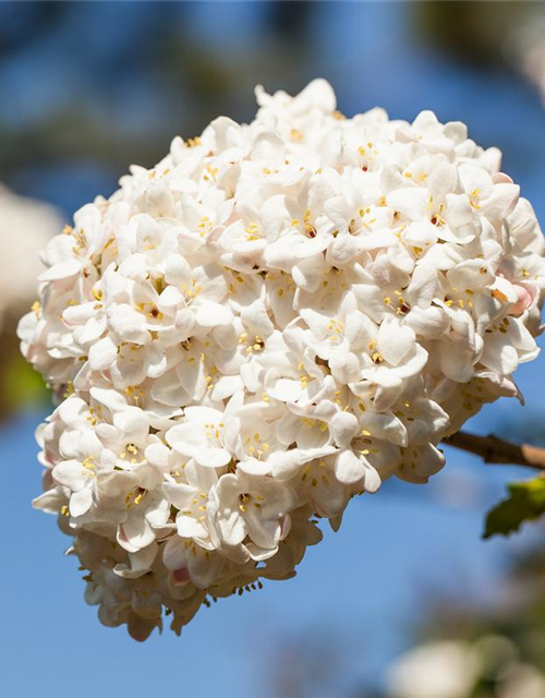 Viburnum carlcephalum