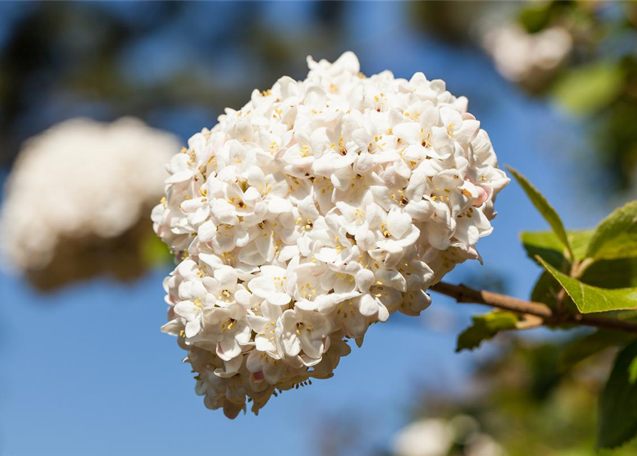 Viburnum carlcephalum