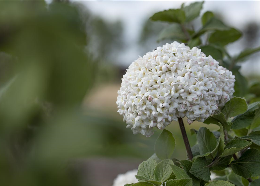 Viburnum carlcephalum