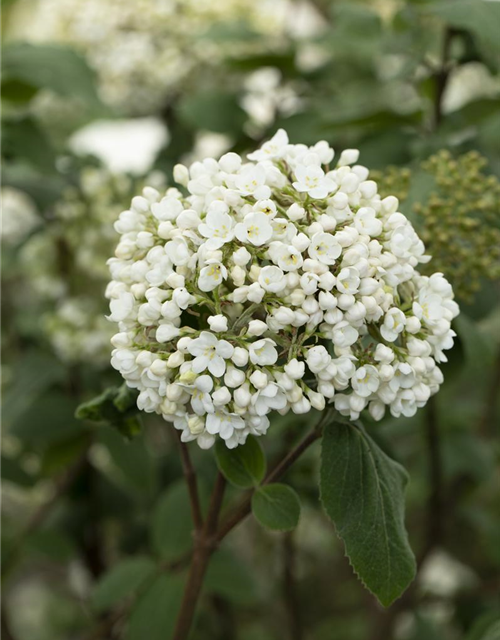 Viburnum carlcephalum