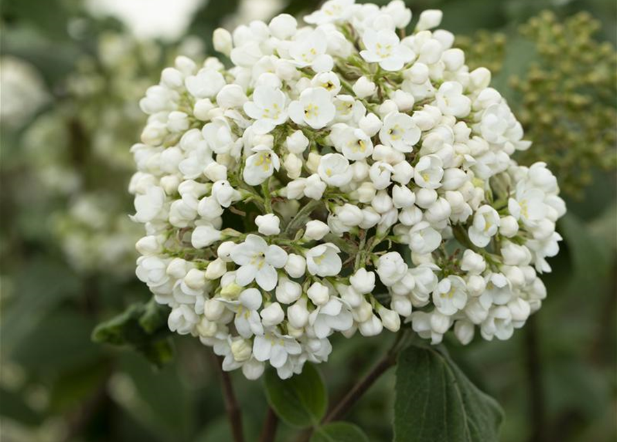 Viburnum carlcephalum