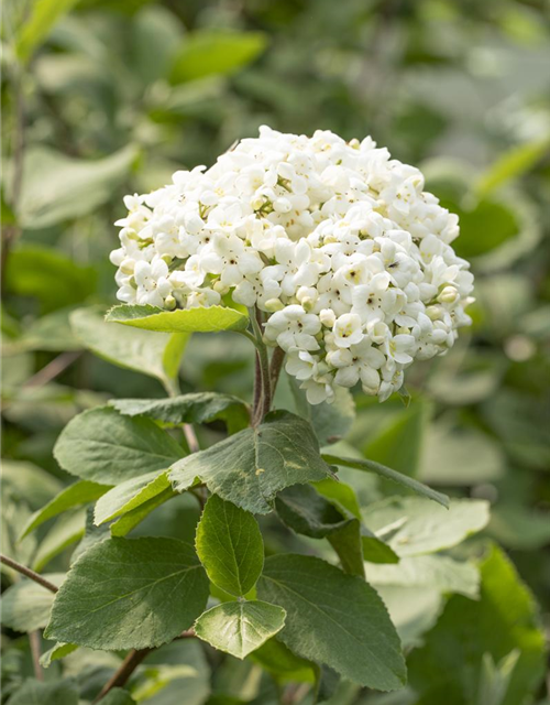 Viburnum carlcephalum