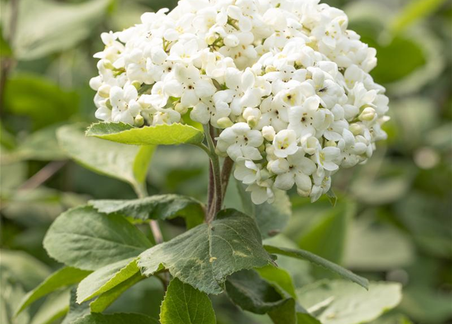 Viburnum carlcephalum