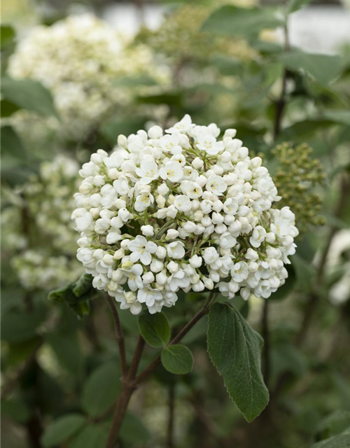 Viburnum carlcephalum